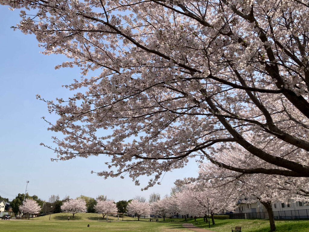 春のひたち野おやま公園