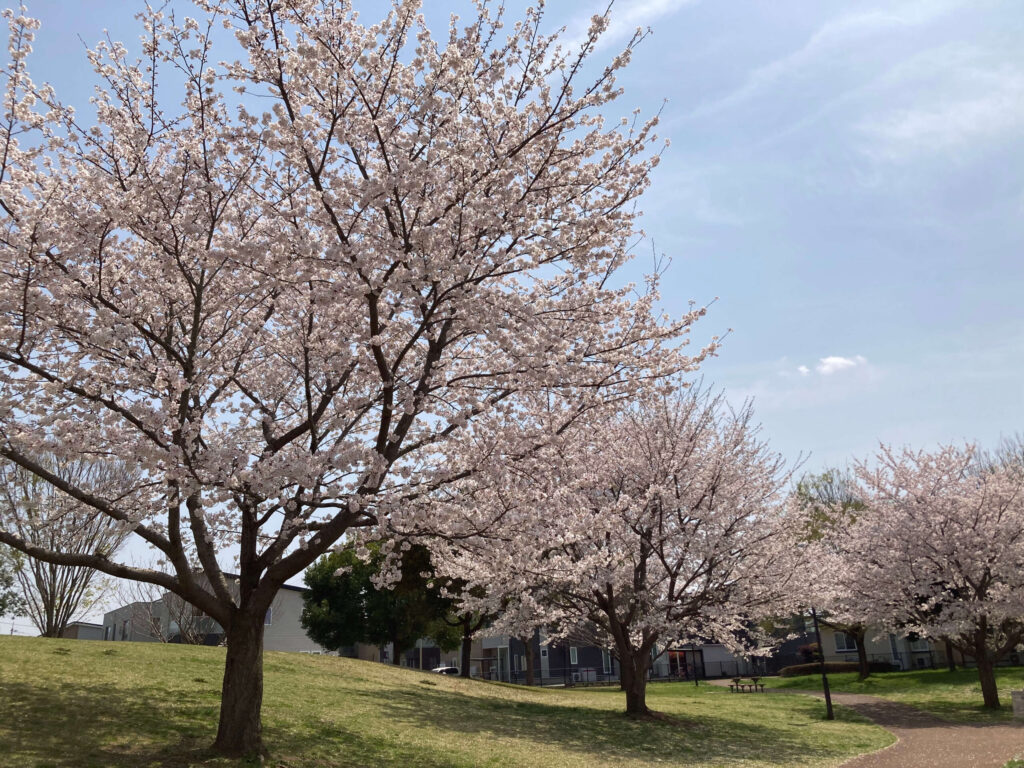 ひたち野おやま公園の桜