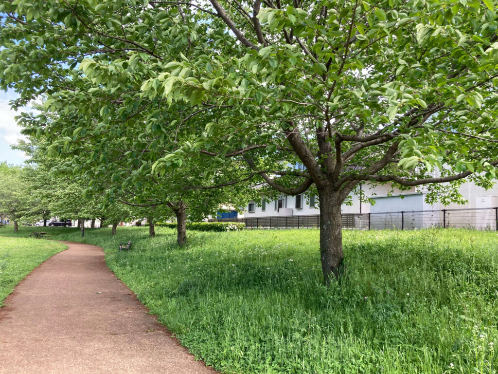 夏のひたち野おやま公園