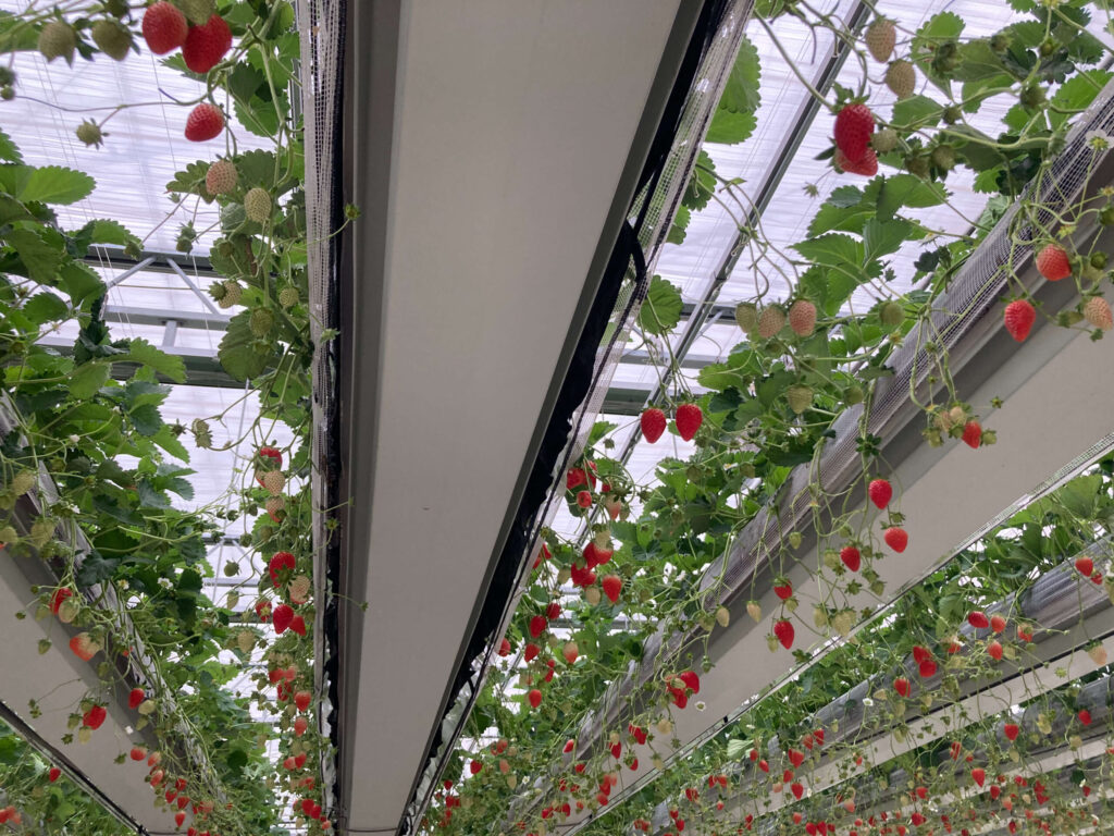 グランベリー大地