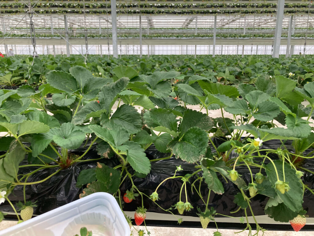 グランベリー大地