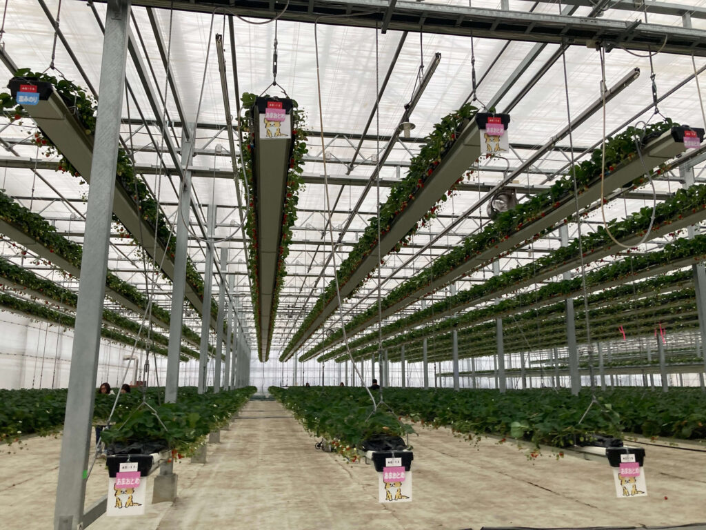 グランベリー大地