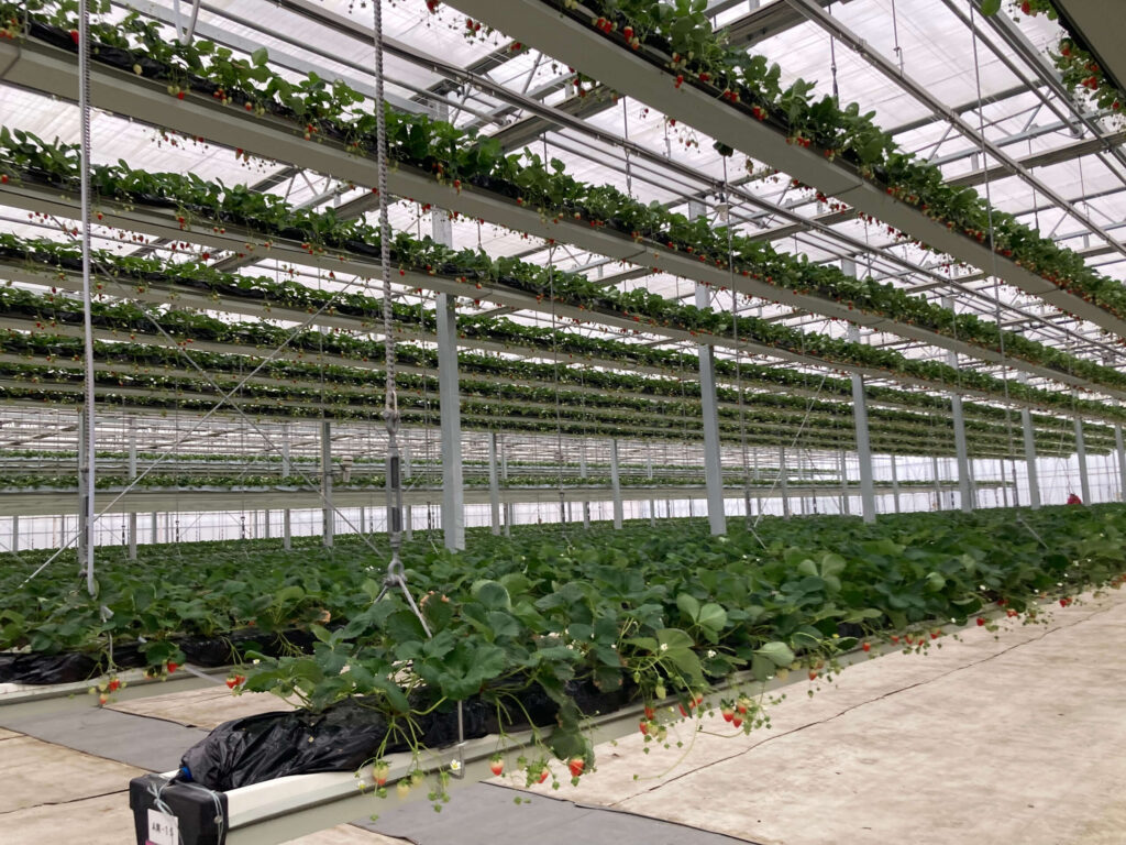 グランベリー大地